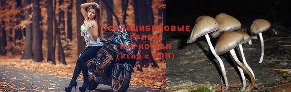 ГАЛЛЮЦИНОГЕННЫЕ ГРИБЫ Армянск